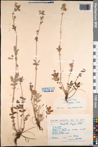 Potentilla pensylvanica L., Siberia, Baikal & Transbaikal region (S4) (Russia)