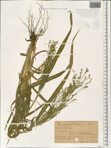 Panicum miliaceum L., Caucasus, Stavropol Krai, Karachay-Cherkessia & Kabardino-Balkaria (K1b) (Russia)