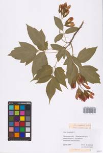 Acer negundo L., Eastern Europe, Central forest-and-steppe region (E6) (Russia)