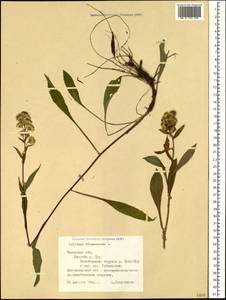 Solidago virgaurea L., Siberia, Western Siberia (S1) (Russia)
