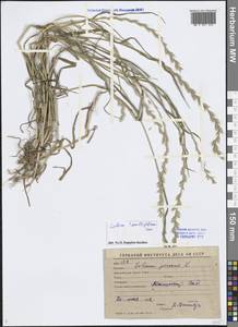 Lolium multiflorum Lam., Middle Asia, Syr-Darian deserts & Kyzylkum (M7) (Uzbekistan)