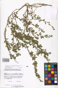 Polygonum aviculare L., Eastern Europe, Moscow region (E4a) (Russia)