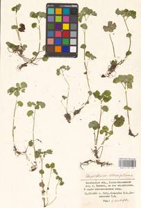 Chrysosplenium alternifolium L., Eastern Europe, Eastern region (E10) (Russia)