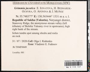 Grimmia jacutica Ignatova, Bedn.-Ochyra, Afonina & J. Muñoz, Bryophytes, Bryophytes - Yakutia (B19) (Russia)