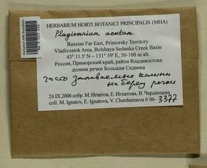 Plagiomnium acutum (Lindb.) T.J. Kop., Bryophytes, Bryophytes - Russian Far East (excl. Chukotka & Kamchatka) (B20) (Russia)