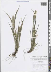 Setaria pumila (Poir.) Roem. & Schult., Eastern Europe, Middle Volga region (E8) (Russia)