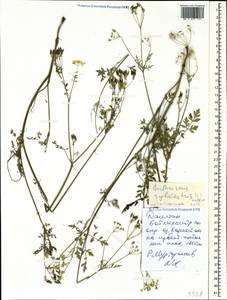 Anthriscus sylvestris (L.) Hoffm., Caucasus, Dagestan (K2) (Russia)