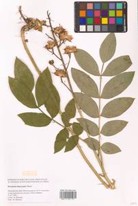 Dictamnus dasycarpus Turcz., Siberia, Russian Far East (S6) (Russia)