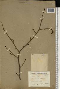 Corylus avellana L., Eastern Europe, North Ukrainian region (E11) (Ukraine)