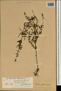 Salvia plebeia R.Br., South Asia, South Asia (Asia outside ex-Soviet states and Mongolia) (ASIA) (China)