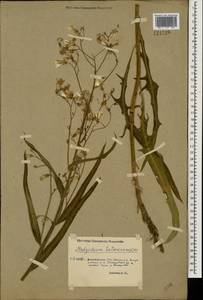 Lactuca tatarica (L.) C. A. Mey., Eastern Europe, Lower Volga region (E9) (Russia)