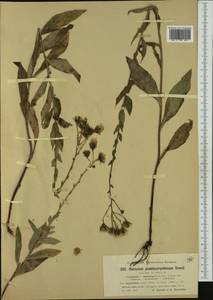 Hieracium pseudocorymbosum subsp. aquileiense Zahn, Western Europe (EUR) (Switzerland)