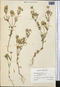 Lomelosia rotata (M. Bieb.) Greuter & Burdet, Middle Asia, Kopet Dag, Badkhyz, Small & Great Balkhan (M1) (Turkmenistan)