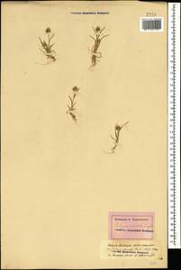 Echinaria capitata (L.) Desf., Caucasus, Georgia (K4) (Georgia)