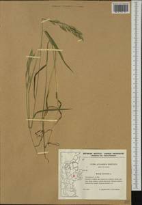 Bromus racemosus L., Western Europe (EUR) (Denmark)