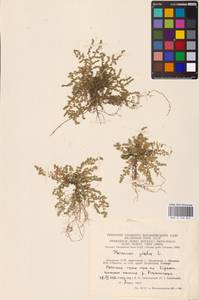 Herniaria glabra L., Eastern Europe, Lithuania (E2a) (Lithuania)