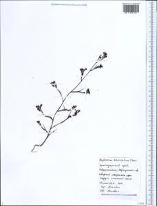 Bupleurum brachiatum K.Koch ex Boiss., Caucasus, Black Sea Shore (from Novorossiysk to Adler) (K3) (Russia)