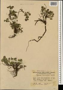 Thymus praecox subsp. caucasicus (Willd. ex Ronniger) Jalas, Caucasus, South Ossetia (K4b) (South Ossetia)