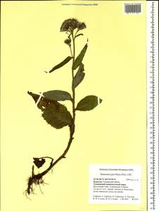 Saussurea parviflora (Poir.) DC., Siberia, Baikal & Transbaikal region (S4) (Russia)