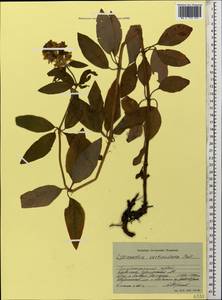 Lysimachia verticillaris Spreng., Caucasus, Stavropol Krai, Karachay-Cherkessia & Kabardino-Balkaria (K1b) (Russia)