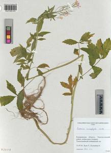 KUZ 005 415, Cardamine macrophylla Willd., Siberia, Altai & Sayany Mountains (S2) (Russia)