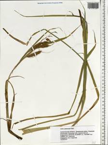 Carex paleacea Schreb. ex Wahlenb., Eastern Europe, Northern region (E1) (Russia)