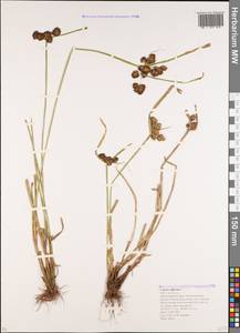 Cyperus difformis L., Caucasus, Krasnodar Krai & Adygea (K1a) (Russia)