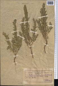 Lallemantia royleana (Benth.) Benth., Middle Asia, Muyunkumy, Balkhash & Betpak-Dala (M9) (Kazakhstan)