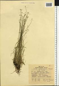 Carex capillacea var. sachalinensis (F.Schmidt) Ohwi, Siberia, Russian Far East (S6) (Russia)