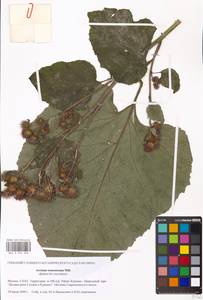 Arctium tomentosum Mill., Eastern Europe, Moscow region (E4a) (Russia)