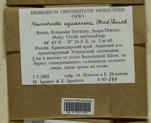 Pleurochaete squarrosa (Brid.) Lindb., Bryophytes, Bryophytes - North Caucasus & Ciscaucasia (B12) (Russia)