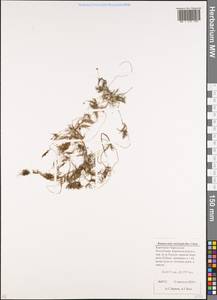 Ranunculus trichophyllus Chaix, Caucasus, Stavropol Krai, Karachay-Cherkessia & Kabardino-Balkaria (K1b) (Russia)