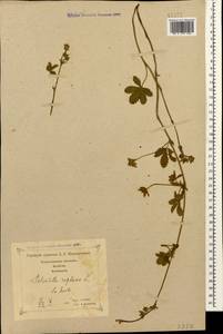 Potentilla reptans L., Caucasus, Georgia (K4) (Georgia)