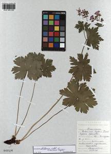 KUZ 000 292, Geranium albiflorum Ledeb., Siberia, Altai & Sayany Mountains (S2) (Russia)