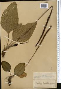 Plantago cornuti Gouan, Middle Asia, Muyunkumy, Balkhash & Betpak-Dala (M9) (Kazakhstan)