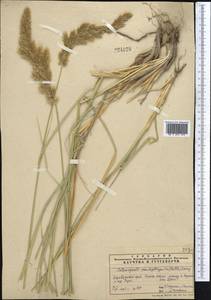Calamagrostis pseudophragmites (Haller f.) Koeler, Middle Asia, Pamir & Pamiro-Alai (M2) (Tajikistan)