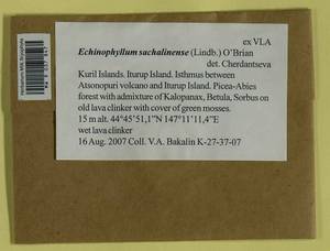 Echinophyllum sachalinense (Lindb.) T.J. O'Brien, Bryophytes, Bryophytes - Russian Far East (excl. Chukotka & Kamchatka) (B20) (Russia)