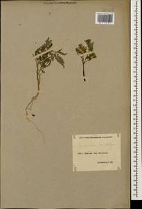 Solanum lycopersicum L., Caucasus, Armenia (K5) (Armenia)