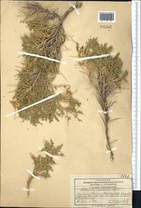 Astragalus lasiosemius Boiss., Middle Asia, Pamir & Pamiro-Alai (M2) (Kyrgyzstan)