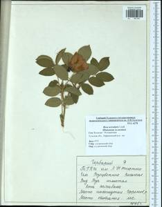 Rosa acicularis Lindl., Eastern Europe, Central region (E4) (Russia)