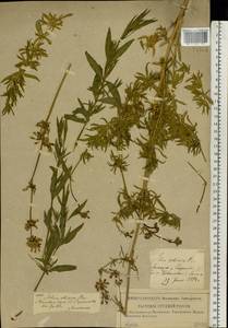 Silene sibirica (L.) Pers., Eastern Europe, Lower Volga region (E9) (Russia)