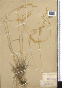 Piptatherum songaricum (Trin. & Rupr.) Roshev., Middle Asia, Muyunkumy, Balkhash & Betpak-Dala (M9) (Kazakhstan)