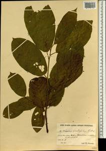 Frangula grandifolia (Fisch. & C. A. Mey.) Grubov, South Asia, South Asia (Asia outside ex-Soviet states and Mongolia) (ASIA) (Iran)