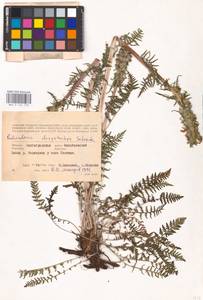 MHA 0 162 139, Pedicularis dasystachys Schrenk, Eastern Europe, Lower Volga region (E9) (Russia)