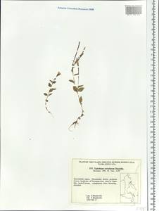 Epilobium hornemannii subsp. behringianum (Hausskn.) Hoch & P. H. Raven, Siberia, Chukotka & Kamchatka (S7) (Russia)