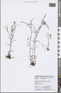 Epilobium davuricum Fisch. ex Hornem., Siberia, Central Siberia (S3) (Russia)