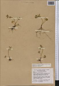Ranunculus eschscholtzii Schltdl., America (AMER) (Canada)