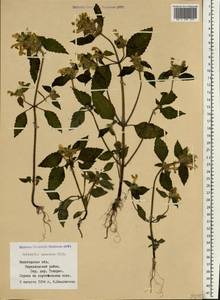 Galeopsis speciosa Mill., Eastern Europe, Northern region (E1) (Russia)