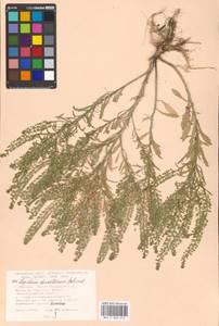 Lepidium densiflorum Schrad., Eastern Europe, Moscow region (E4a) (Russia)