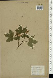 Acer campestre L., Crimea (KRYM) (Russia)